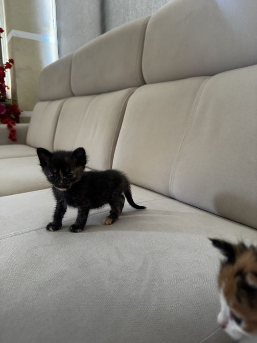 кошкаа шотландский