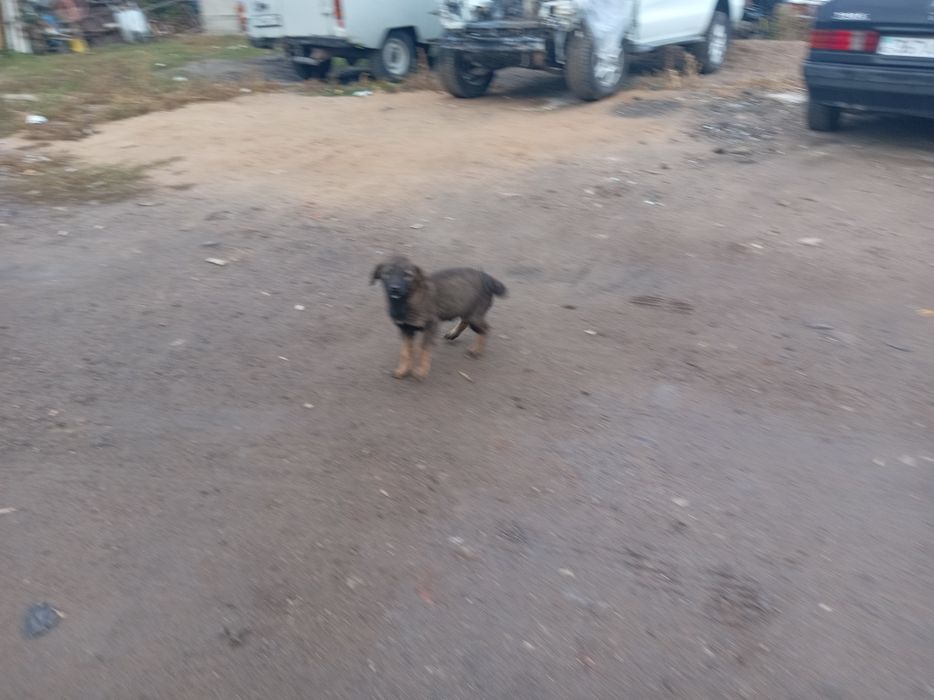 Отдам щенят сторожевые кушает все