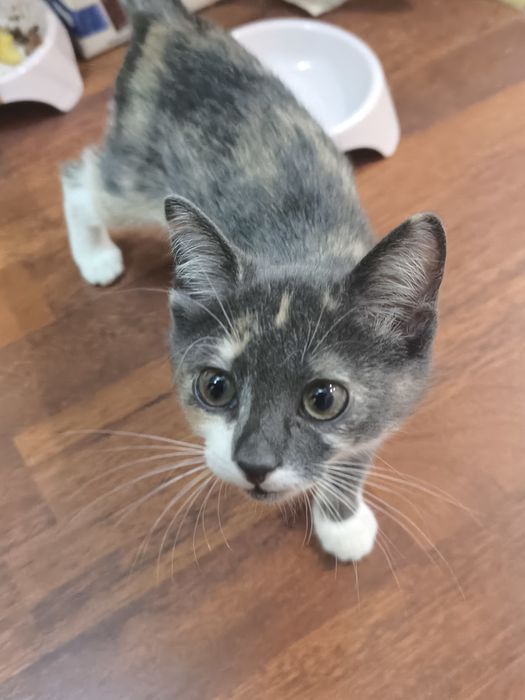 Отдам в добрые руки котенка