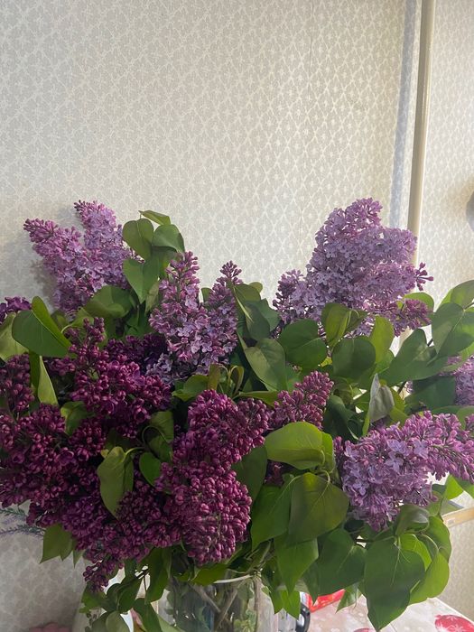 Свежая дачная сирень