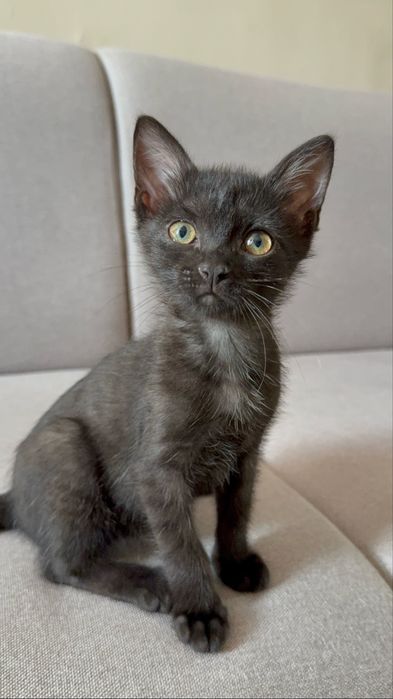 срочно котенок ищет семью