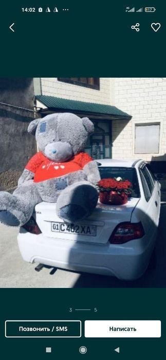 Teddy Тедди 30 sm dan 3 metrgacha