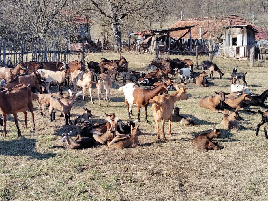 Capre tinere cu iezi
