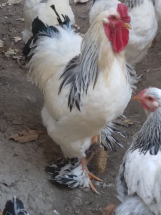 Vând cocos  de brahma