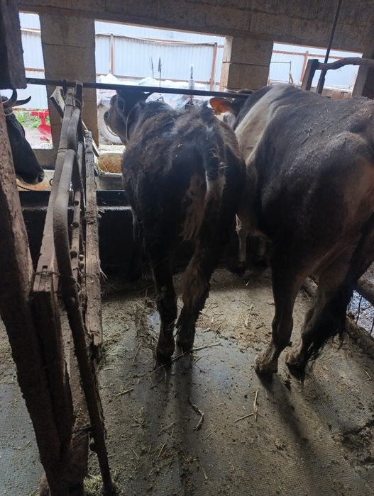 Продам тёлочку возраст 1 год