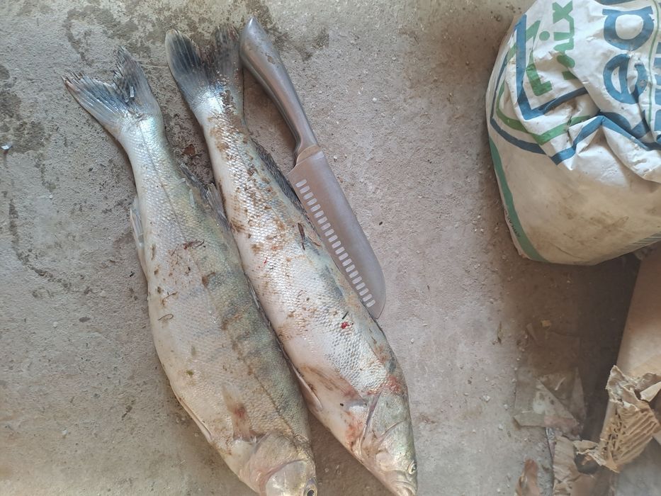 Судак сатылады свежий