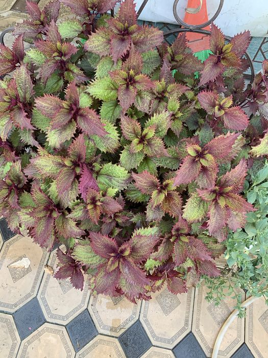 Шикарные цветы для дома и сада