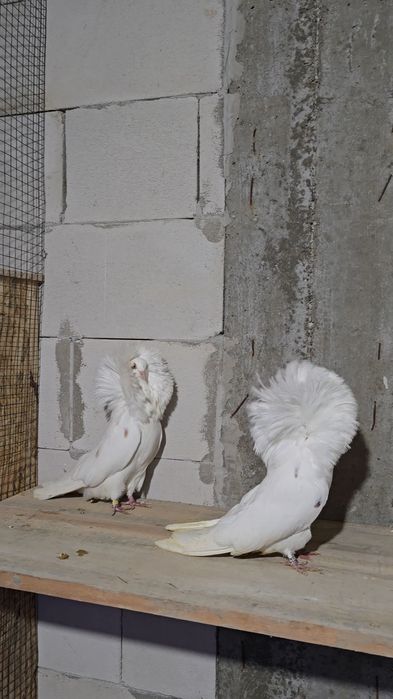 Porumbei de ornament,gulerati,indian,gusat de pomerania