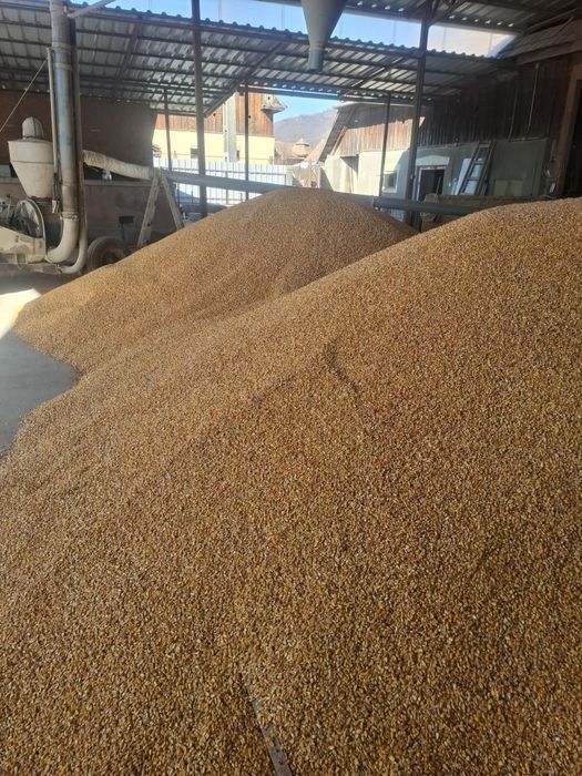 Porumb boabe de vanzare