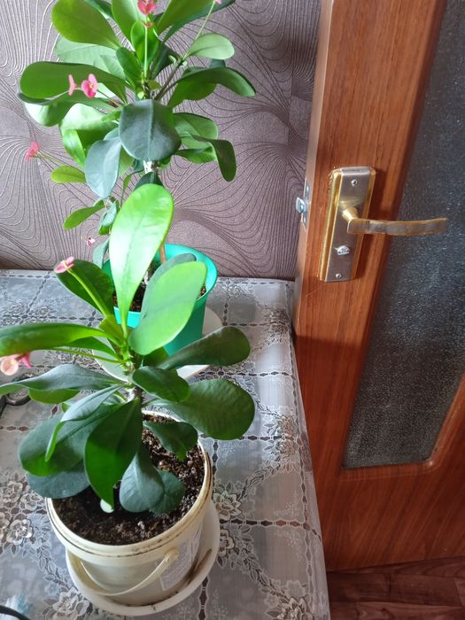 Вечно цветущий молочай