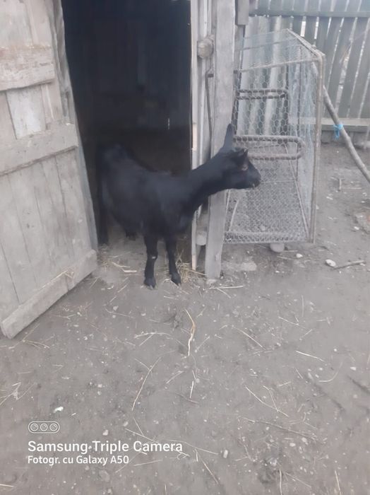 Vand capra cu ied in burta