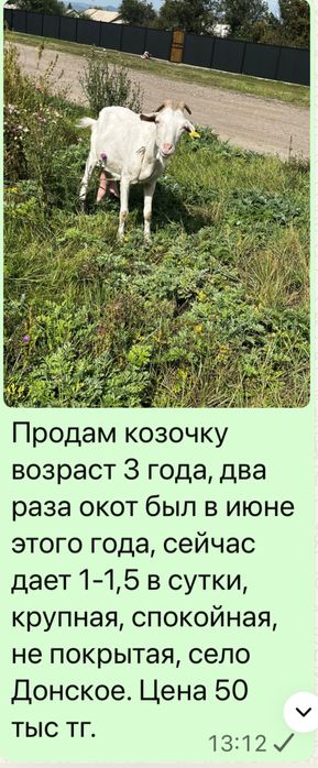 Козы дойные молодые. Село Донское, ВКО