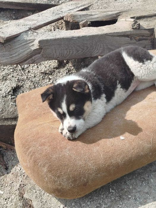 Щенок ДЕВОЧКА ищет самых лучших мам/пап