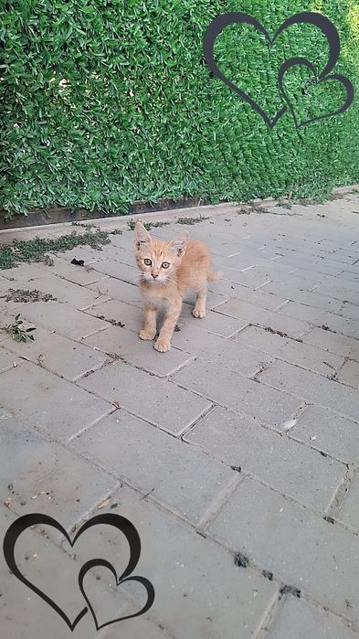 Pisicuți spre adoptie