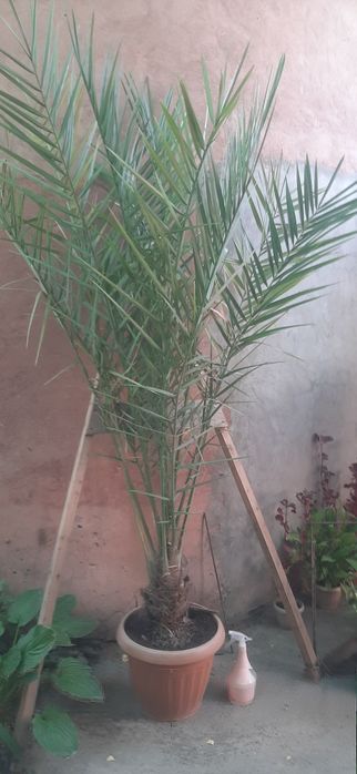 Продам финиковую пальму
