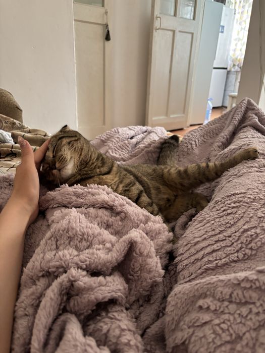 Отдам кошку в добрые руки