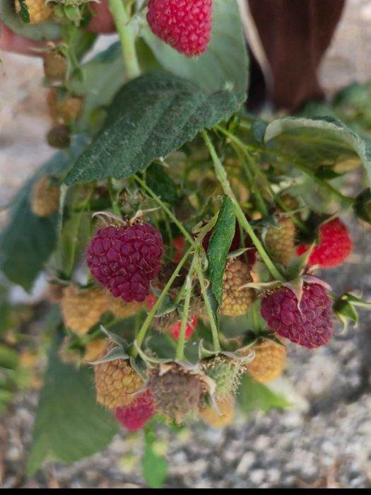 Palana Малина кучати рассада