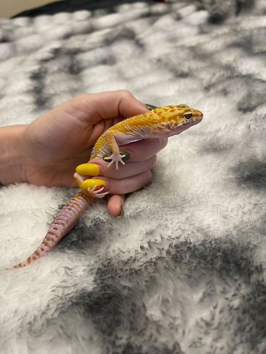 Продам ручных эублефаров