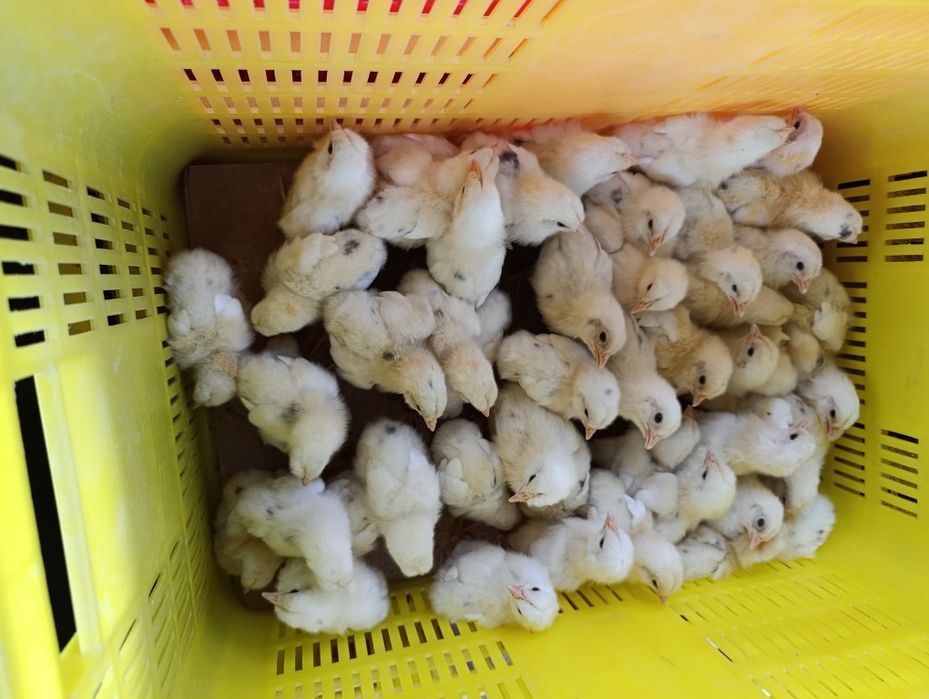 Lamon Sendi 10 kunlik