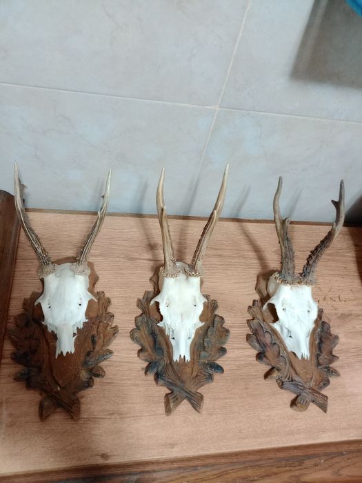 Еленски рога трофей