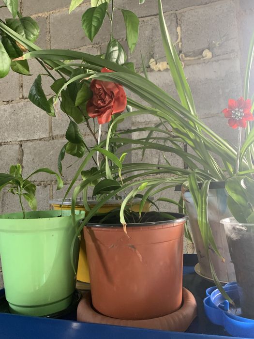 Продам срочно цветы,комнатные: