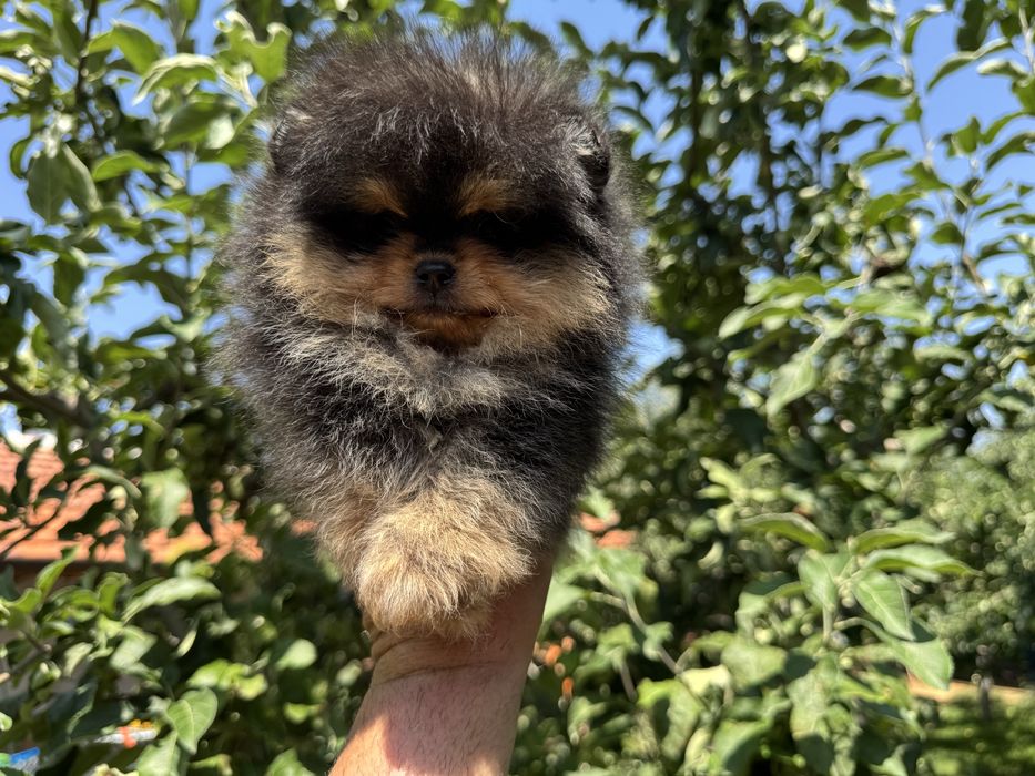 Продавам померан - възможно доставка