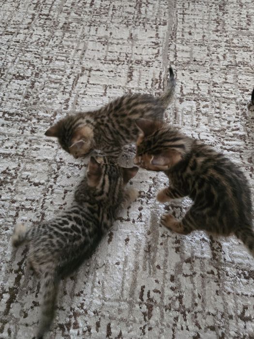 Бенгальские котята