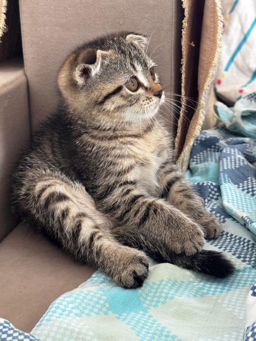 Отдам котенка Пух