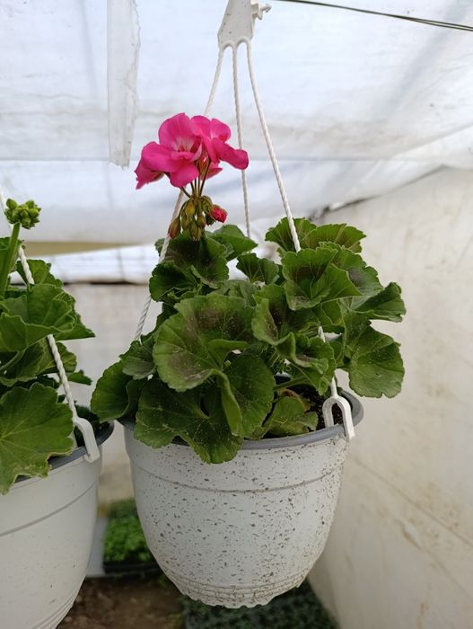 Petunia și mușcate de vânzare