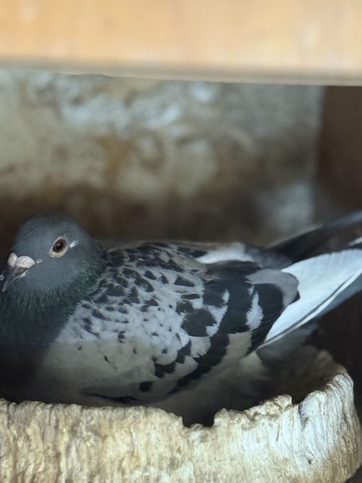 Porumbei voiajori linii bune