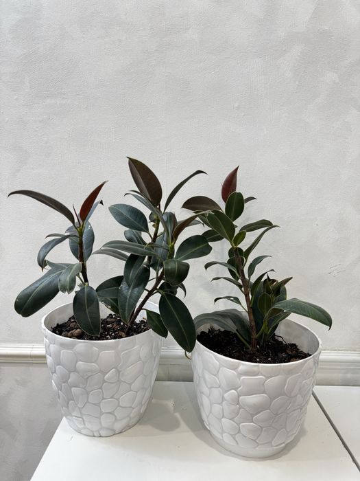 Продам комнатные цветы