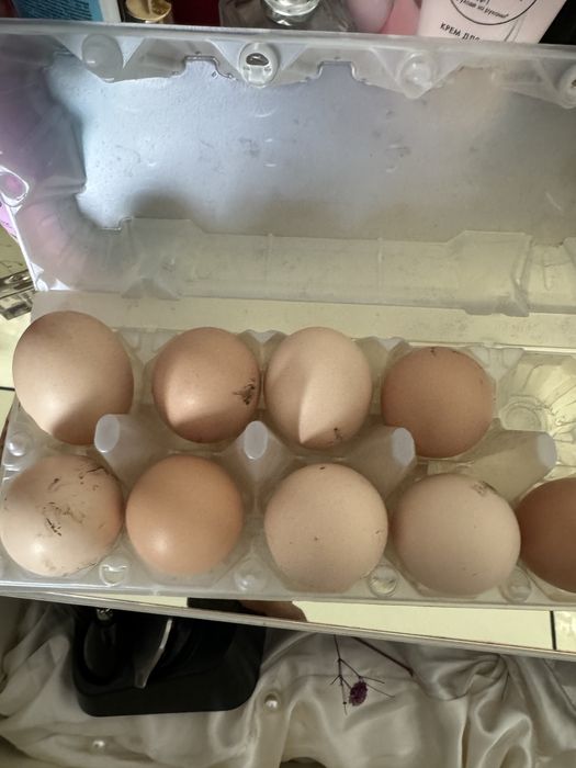 Инкубационные яйцо брамы