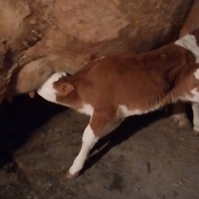 Телочка подсосная 5 дней