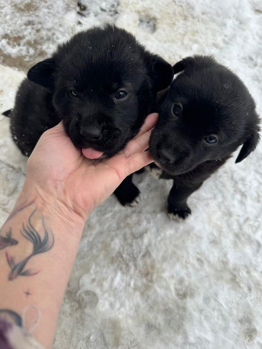 Отдам щенят в добрые руки