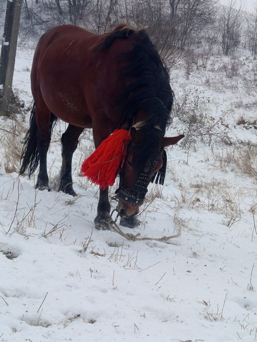 Schimb armăsar cu iapă