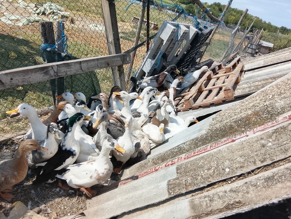 Rațe de carne și de oua