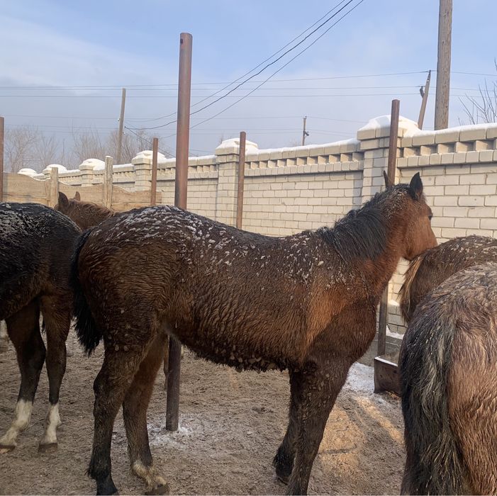 Продам лошадей упитанных 520000 тг