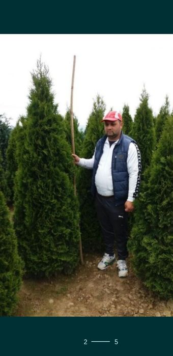 Tuia smaragd de mai multe dimensiuni