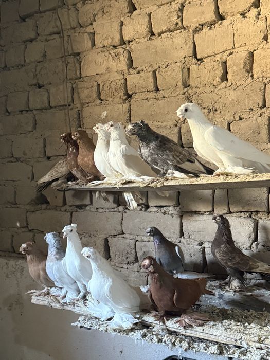 Кептер сатылады!