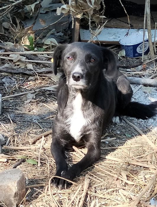 Собака в добрые руки