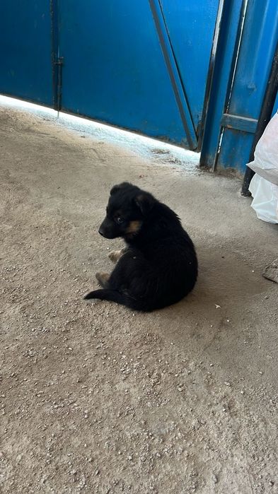 Немецкая овчарка щенок девочка