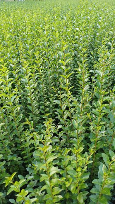 Лигуструм на гол корен за жив плет