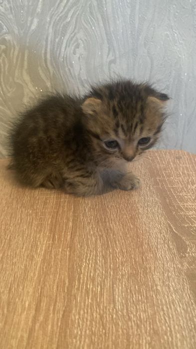 Породистые котята