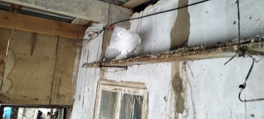 Кептер          .