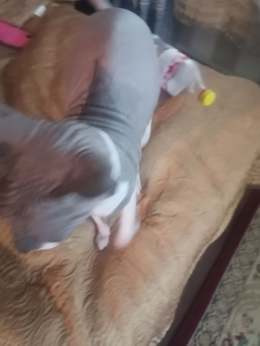 Дән кий сфинкс кот Обмен