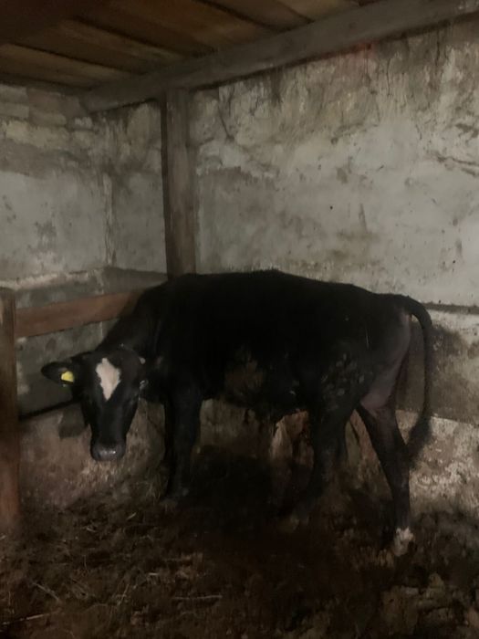 Продам бычков на откорме