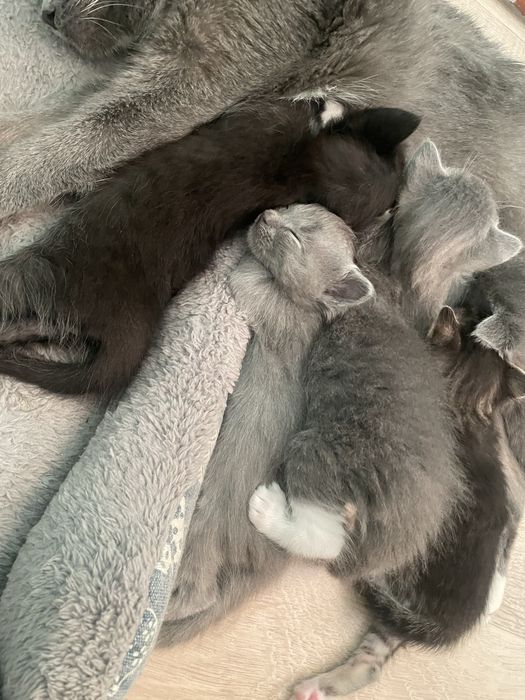 Отдам котят в добрые руки