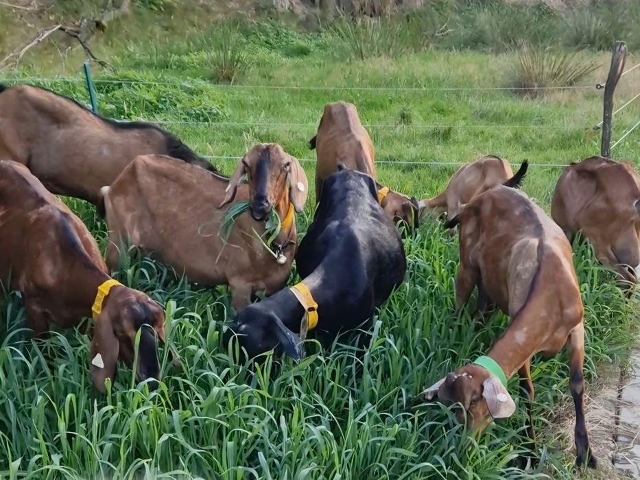 Capre  cu lapte si ied