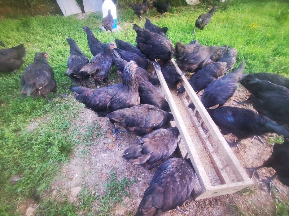 Ouă Australorp negru