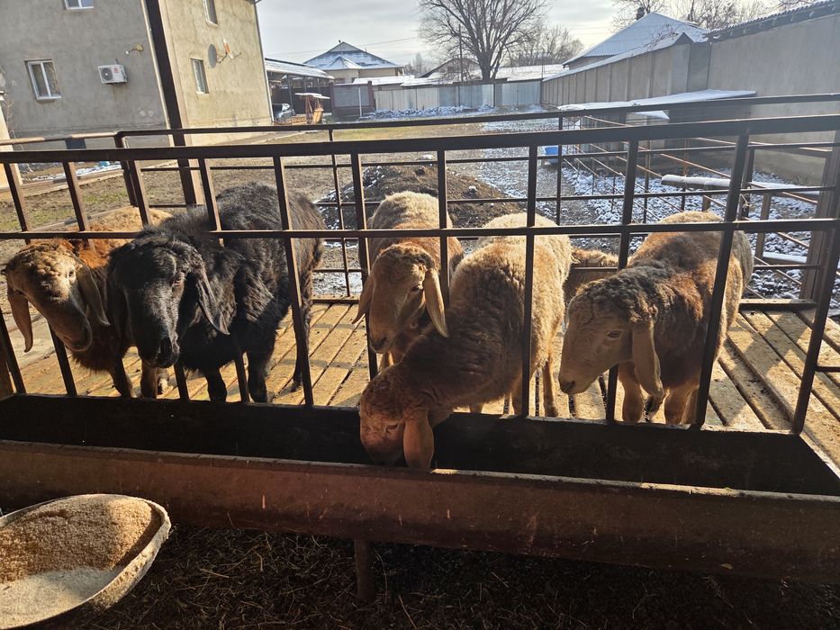 Арашан тоқты қошқарлар